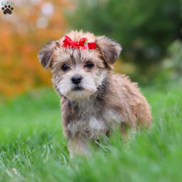 Madeline, Morkie / Yorktese Puppy